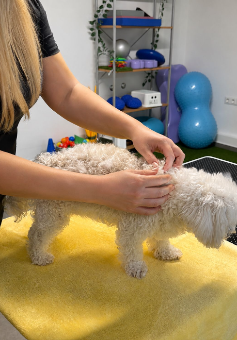 Miofascijalna relaksacija — veterinarska rehabilitacija životinja