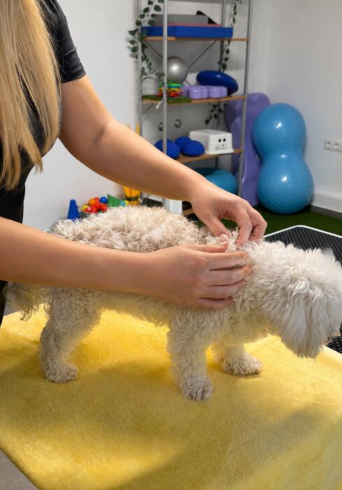 Miofascijalna relaksacija — veterinarska rehabilitacija životinja